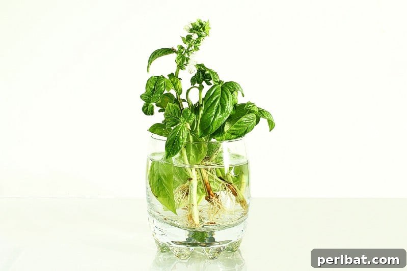 27 Plants and Fruits That Thrive in Water 21 Basil cuttings rooting in a glass of water on a sunny windowsill