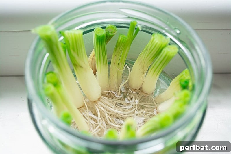 27 Plants and Fruits That Thrive in Water 22 Onion base with roots growing in a clear jar of water, sprouting green shoots