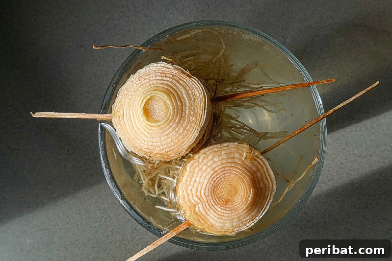 27 Plants and Fruits That Thrive in Water 23 Leek base regrowing green shoots in a glass of water on a windowsill