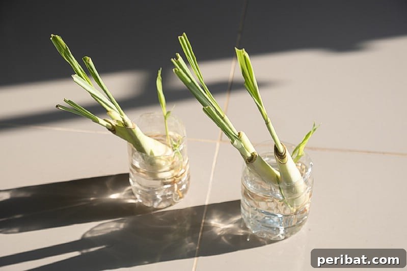 27 Plants and Fruits That Thrive in Water 3 Lemongrass stalks rooting in water in a glass
