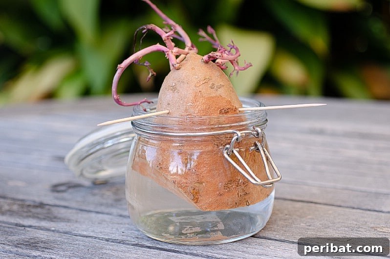 27 Plants and Fruits That Thrive in Water 4 Sweet potato halves suspended by toothpicks over water, sprouting slips