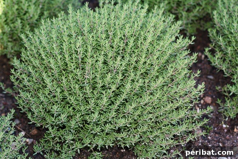 27 Plants and Fruits That Thrive in Water 5 Marjoram cuttings rooting in a glass of water on a windowsill