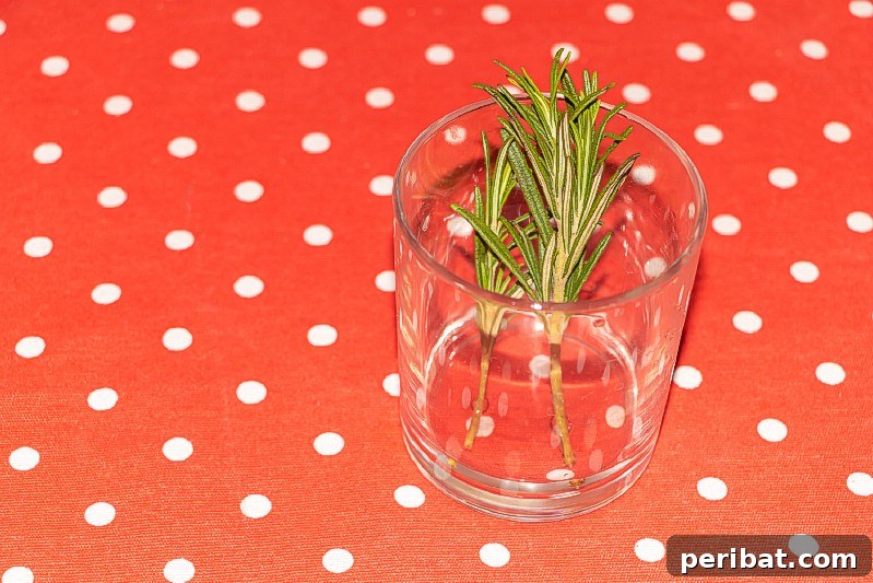 27 Plants and Fruits That Thrive in Water 6 Rosemary cuttings developing roots in a glass of water