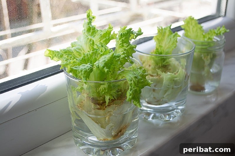 27 Plants and Fruits That Thrive in Water 7 Lettuce core regrowing fresh leaves in a shallow dish of water