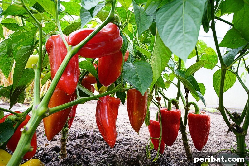 27 Plants and Fruits That Thrive in Water 8 Pepper cutting rooting in water under plastic wrap for humidity