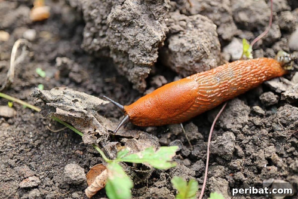 Beyond the Cup: 9 Brilliant Garden Uses for Coffee Grounds 11 A brown snail on the soil.