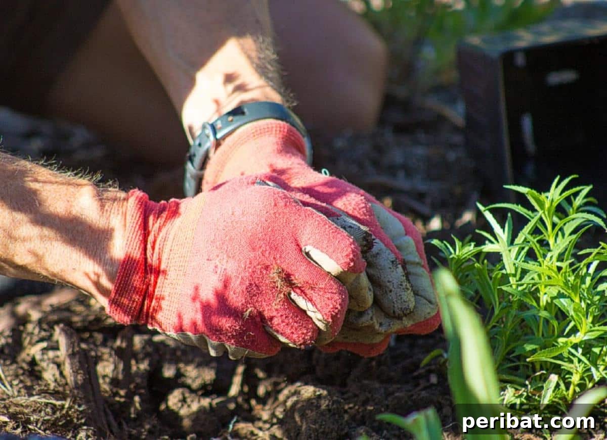 Beyond the Cup: 9 Brilliant Garden Uses for Coffee Grounds 5 A gardener is coffee grounds to the soil..