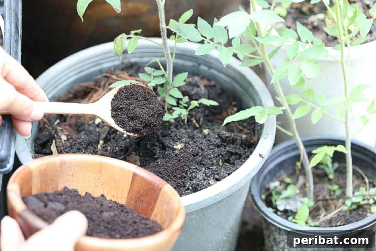Beyond the Cup: 9 Brilliant Garden Uses for Coffee Grounds 7 A gardener is adding coffee grounds in a pot.