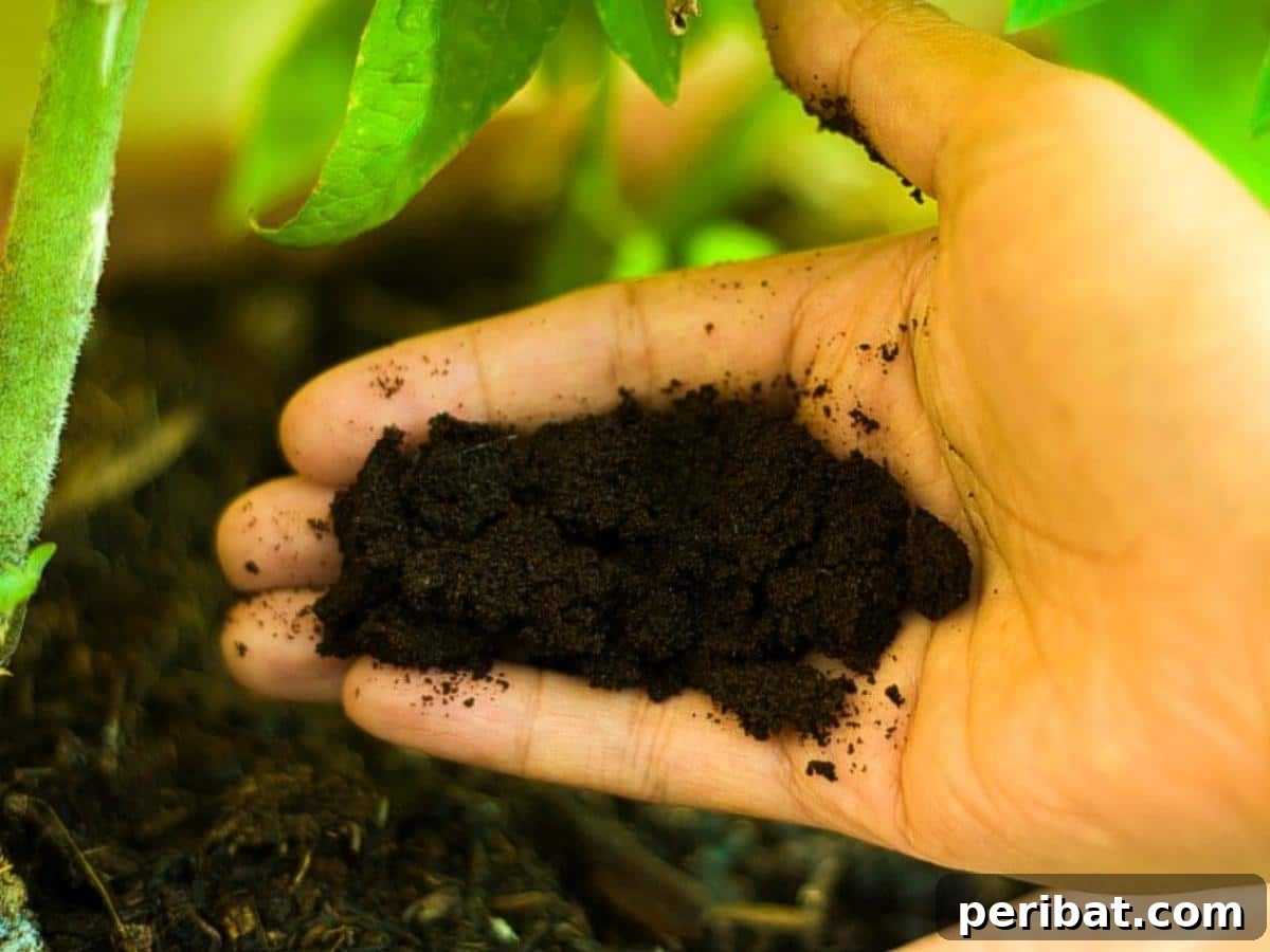 Beyond the Cup: 9 Brilliant Garden Uses for Coffee Grounds 8 A hand with coffee grounds.