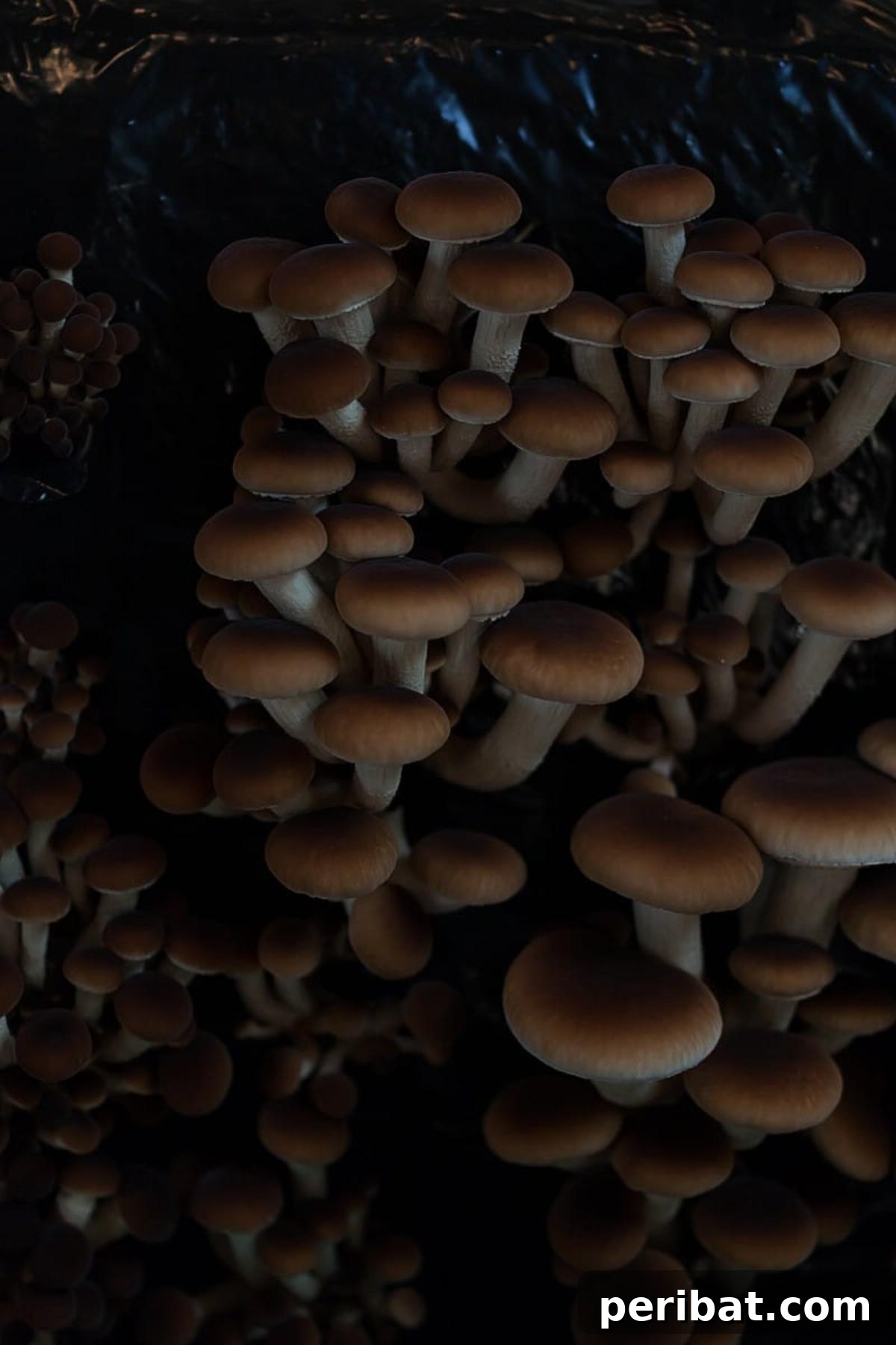 Beyond the Cup: 9 Brilliant Garden Uses for Coffee Grounds 9 A plenty of mushrooms.