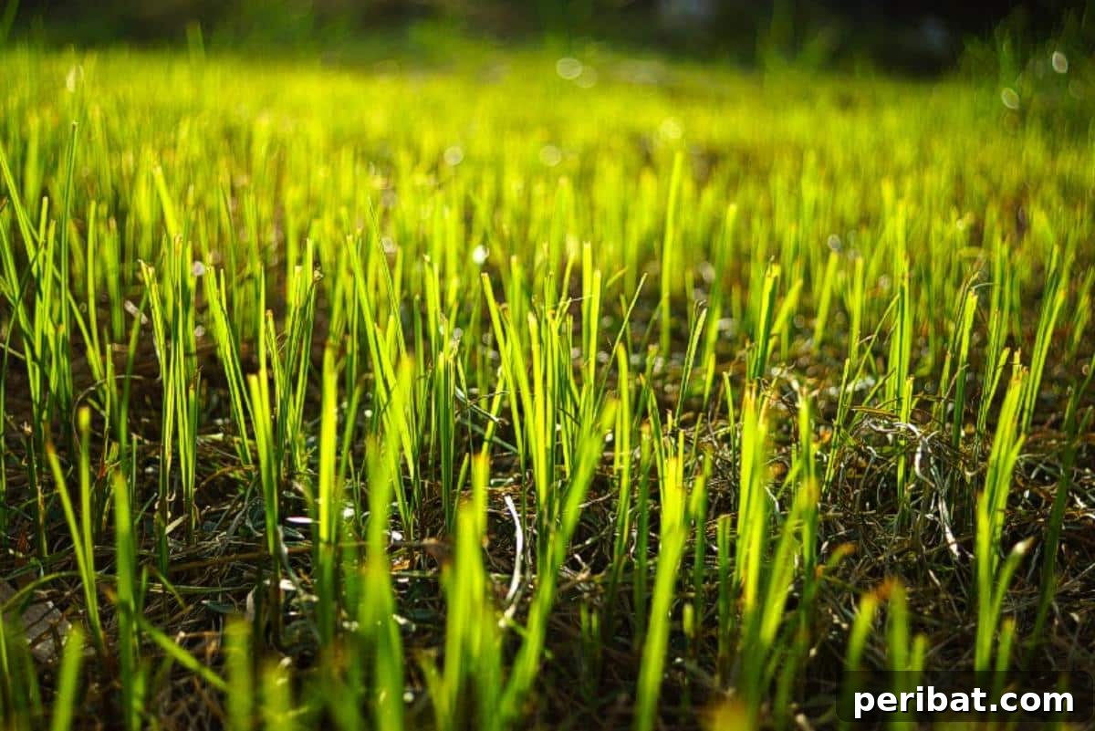Beyond the Cup: 9 Brilliant Garden Uses for Coffee Grounds 10 A close-up of a lawn.