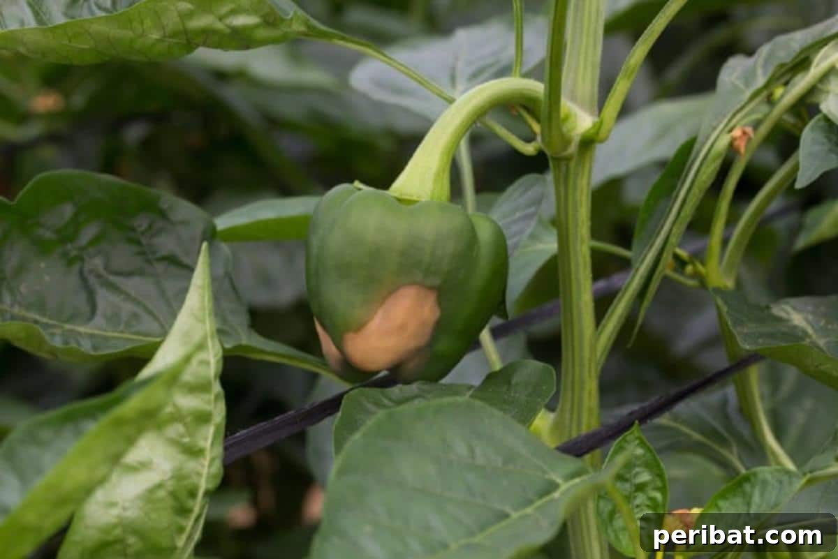 9 Genius Eggshell Hacks for a Thriving Garden 7 Eggshells to prevent Blossom End Rot