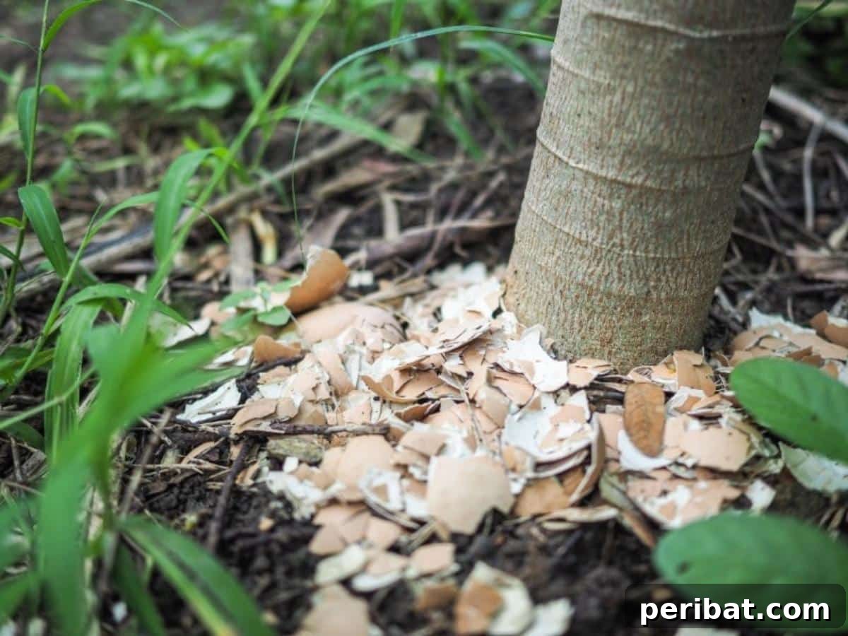 9 Genius Eggshell Hacks for a Thriving Garden 9 Mulching garden beds using eggshells