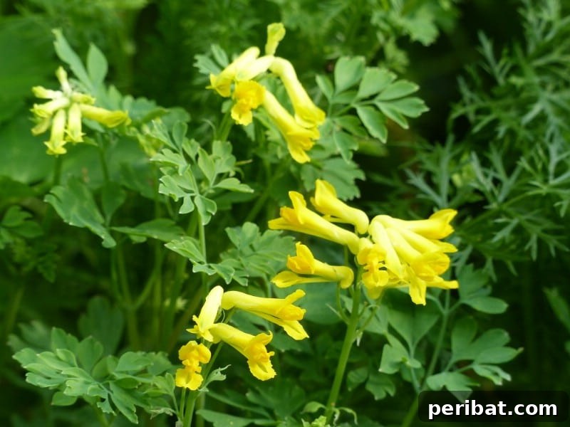 Delicate, bright yellow Yellow Corydalis flowers with fern-like foliage.