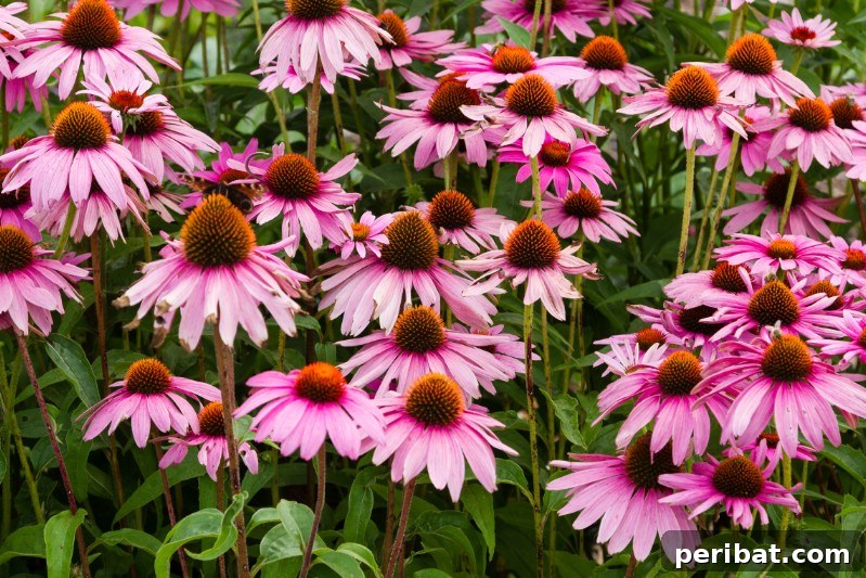 Vibrant purple Coneflower with a prominent central cone, attracting pollinators.