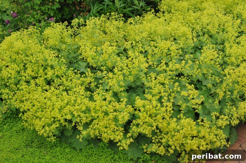 Delicate chartreuse flowers of Lady's Mantle with dew drops on its velvety leaves.