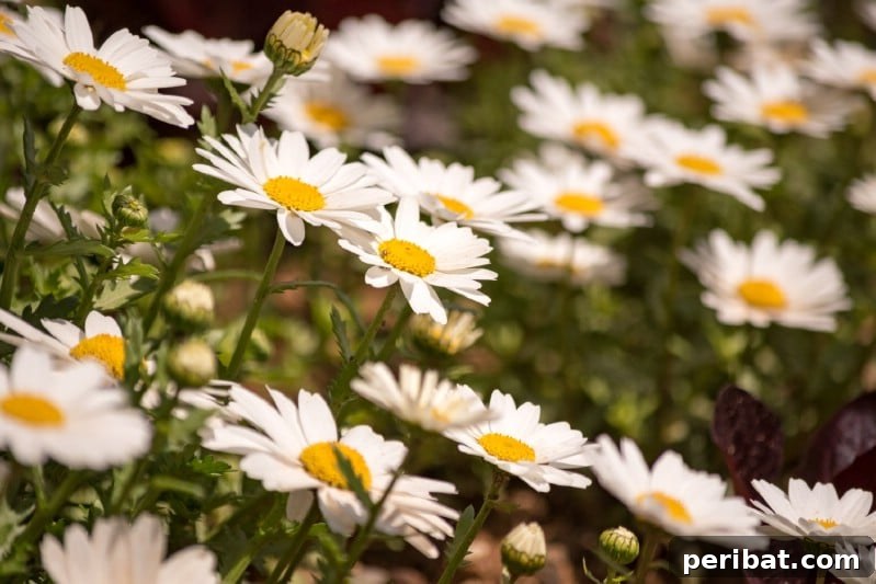 Classic white petals and bright yellow centers of 'Becky' Shasta Daisy.