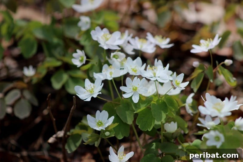 Small, star-like white Rue Anemone flowers nestled among delicate foliage.