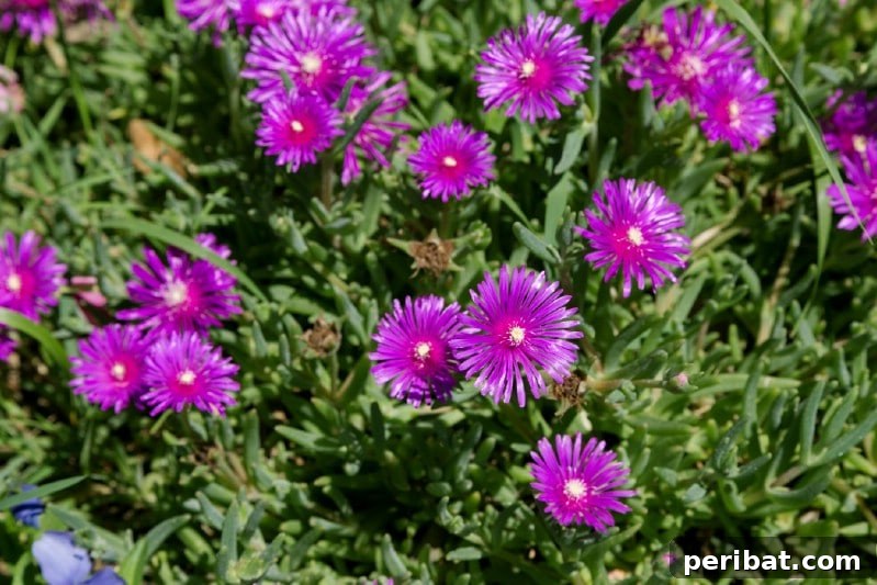 Vibrant magenta Ice Plant flowers with succulent foliage, carpeting the ground.