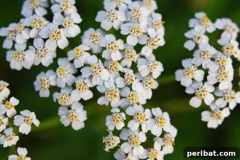 Flat-topped clusters of yellow Yarrow flowers with ferny foliage.
