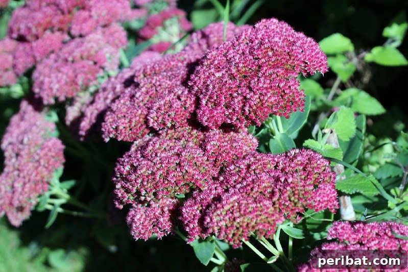 Dome-shaped clusters of 'Autumn Joy' Stonecrop flowers, transitioning from pink to russet.