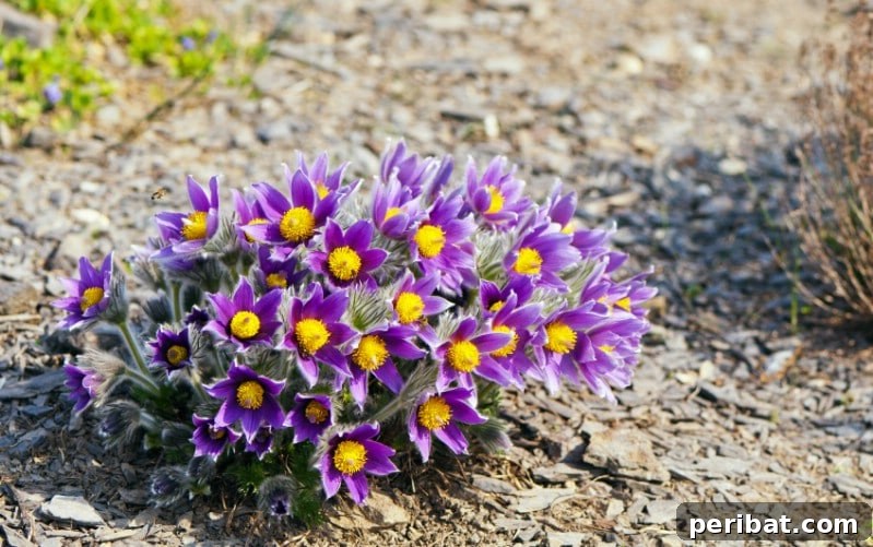 Close-up of a delicate purple Pasque Flower blooming in early spring.