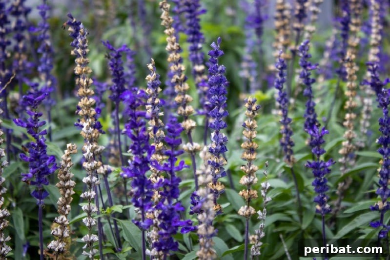 Soft, feathery spikes of purple Catmint flowers in a garden border.