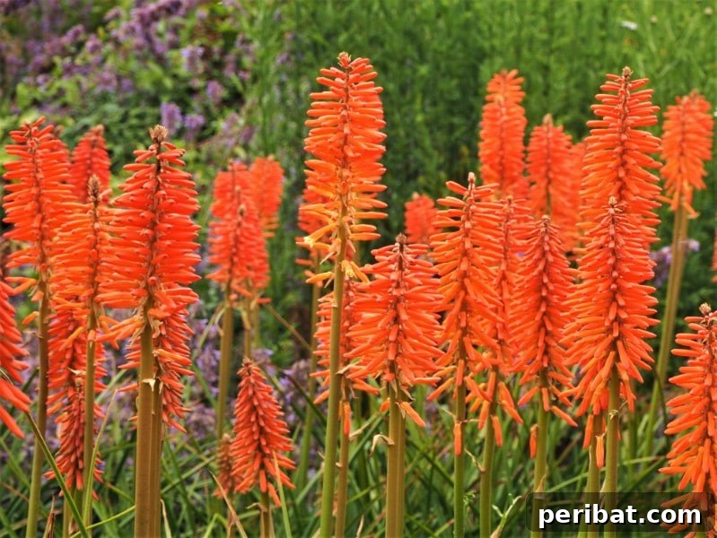 Tall, fiery red and yellow spires of Red Hot Poker flowers.