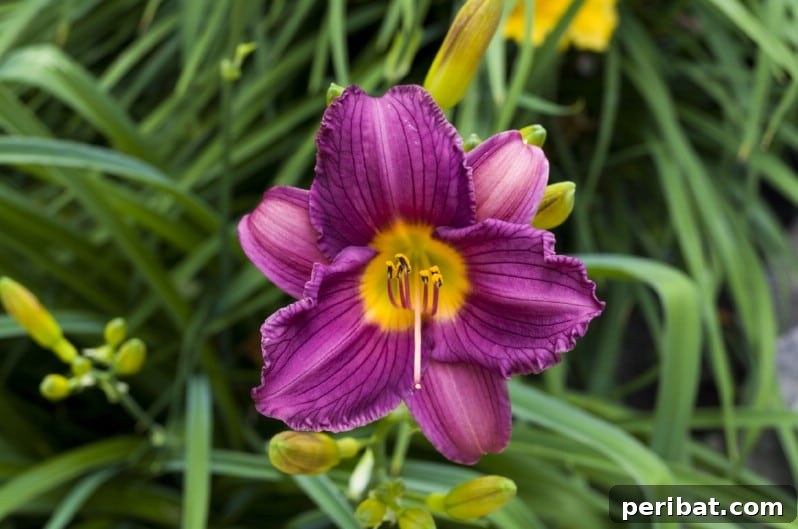 Bright golden yellow Stella de Oro Daylilies in full bloom.