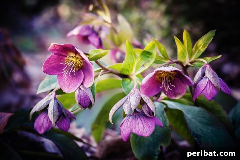 Elegant Lenten Rose with pale pink petals and dark centers, a reliable early bloomer.