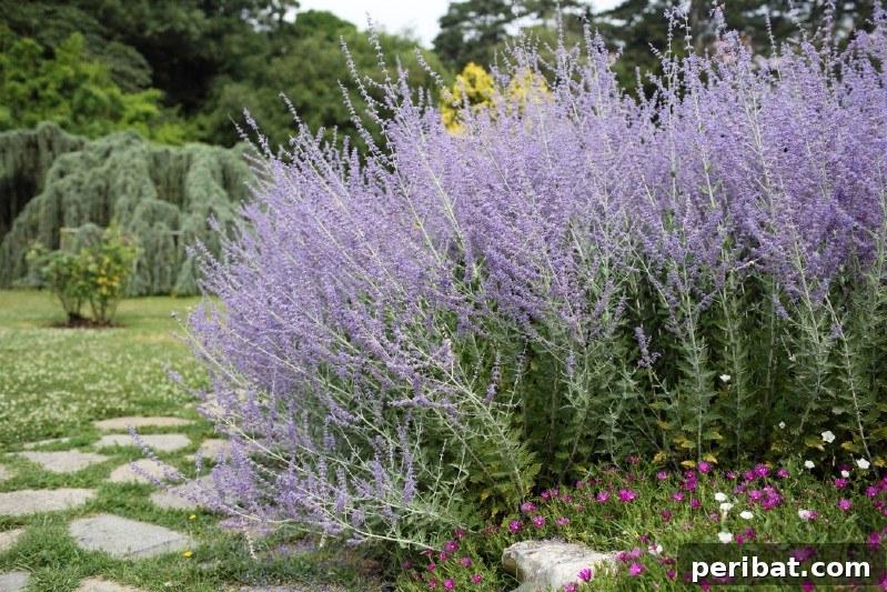 Feathery lavender-blue blooms of Russian Sage against its silvery foliage.
