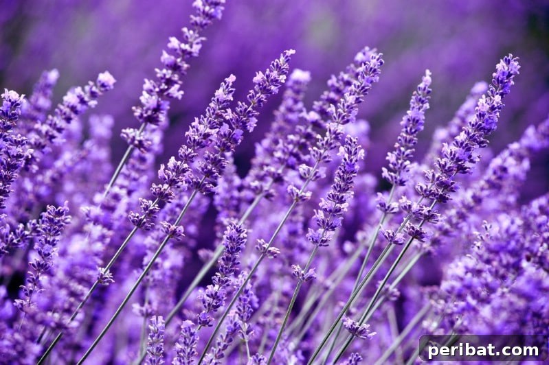 Fragrant purple spikes of Lavender blooming profusely in a sunny garden.