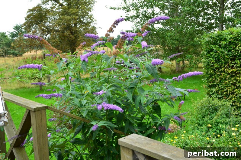 A large, vibrant Butterfly Bush covered in purple flowers, attracting butterflies.