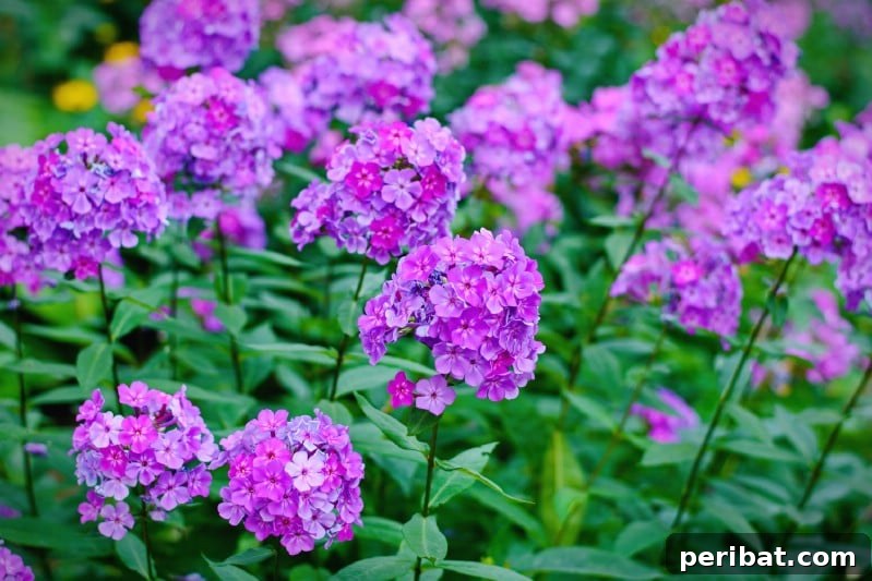 Cluster of bright pink Garden Phlox flowers with dark centers.