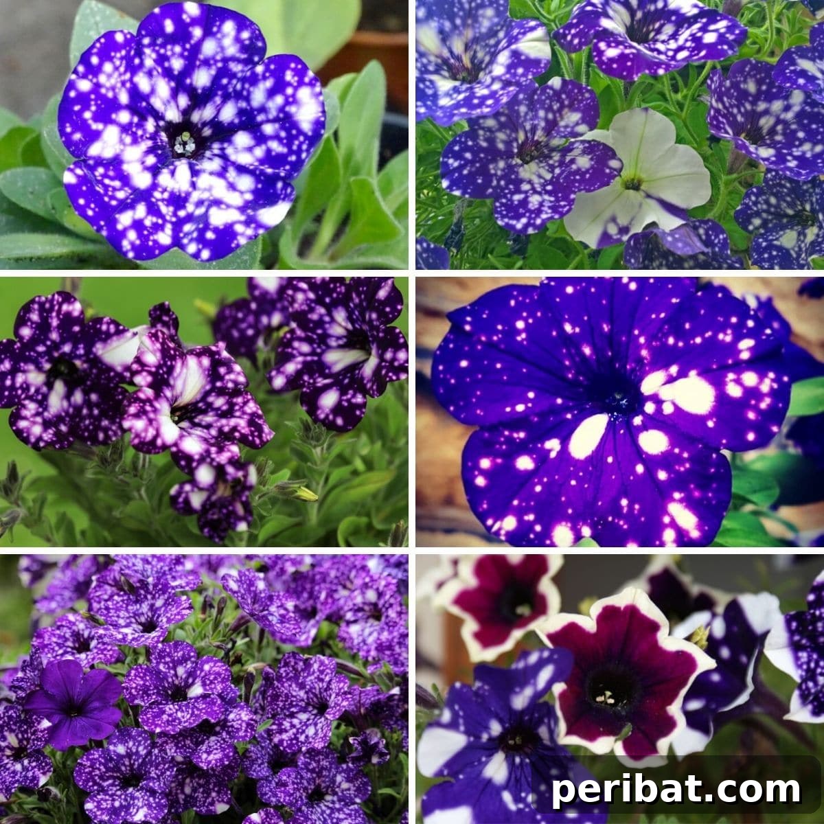 Night Sky Petunias: Cultivate Your Own Galaxy 2 Collage photo featuring close up night sky petunias.