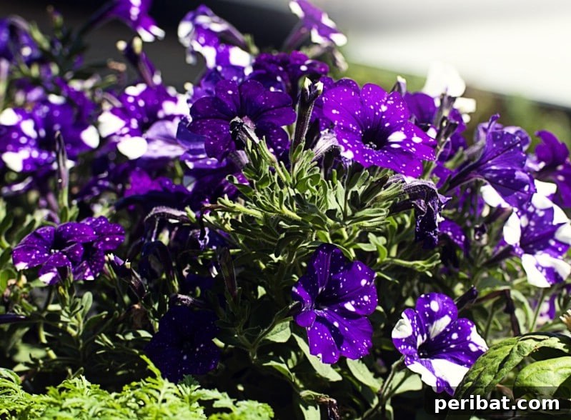 Night Sky Petunias: Cultivate Your Own Galaxy 11 Night sky petunias in a flower bed.