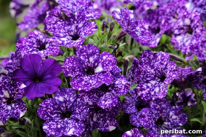 Night Sky Petunias: Cultivate Your Own Galaxy 12 Violet night sky petunia bush.