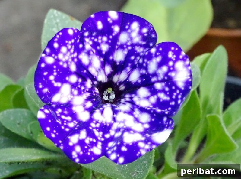 Night Sky Petunias: Cultivate Your Own Galaxy 3 Blue night sky petunia flower.