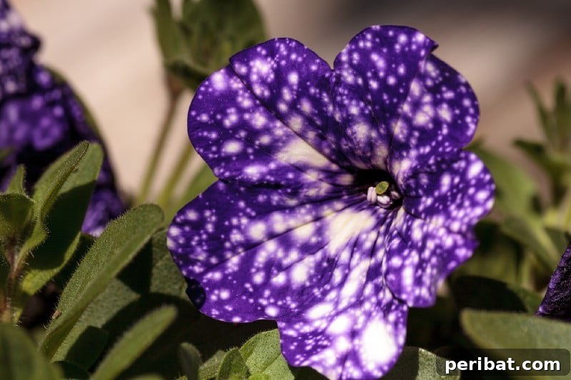 Night Sky Petunias: Cultivate Your Own Galaxy 4 Purple night sky petunia flower.