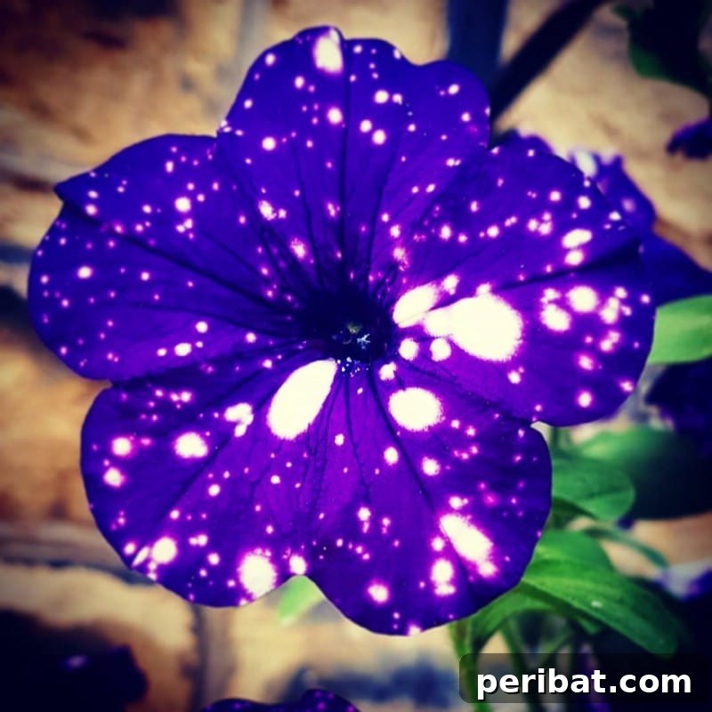 Night Sky Petunias: Cultivate Your Own Galaxy 8 Beautiful single night sky petunia flower.
