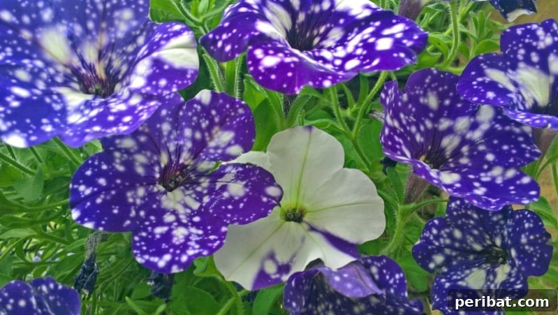 Night Sky Petunias: Cultivate Your Own Galaxy 9 Night sky petunia bush.