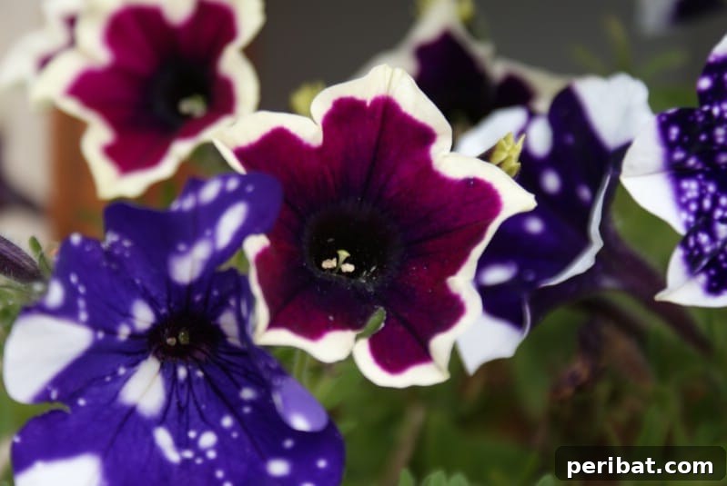 Night Sky Petunias: Cultivate Your Own Galaxy 10 Night sky petunia and other interesting petunias flowering.
