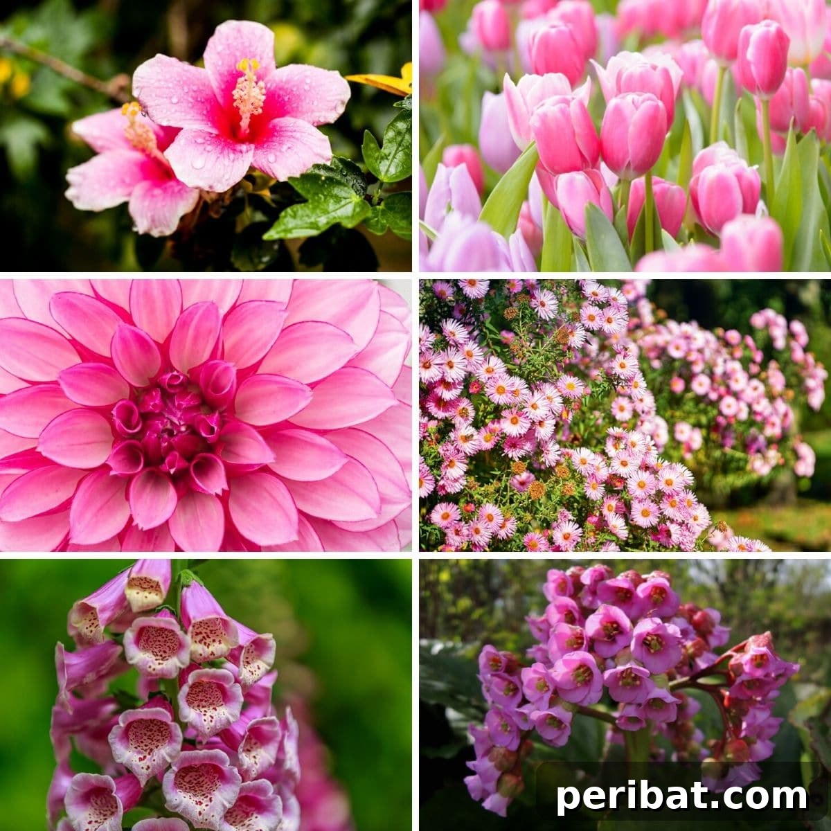 Eternal Bloom: 32 Pink Perennials for a Perpetually Vibrant Garden 2 Collage photo of six exquisite pink perennial flowers, highlighting their diverse forms and shades, perfect for inspiring garden designs.
