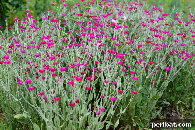 Eternal Bloom: 32 Pink Perennials for a Perpetually Vibrant Garden 11 Lychnis Coronaria 'Gardeners World’ - a dazzling hot pink perennial flower with silvery foliage.