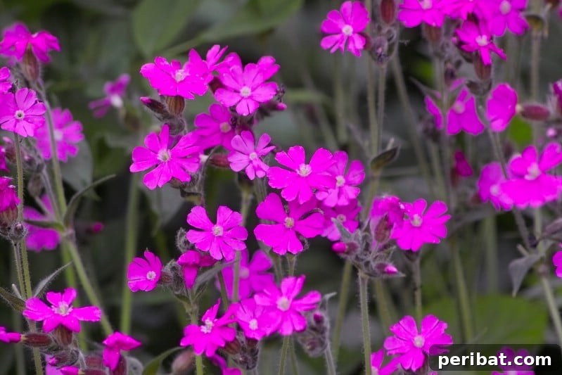 Eternal Bloom: 32 Pink Perennials for a Perpetually Vibrant Garden 12 Campions - low-growing pink perennial flowers in vibrant neon shades, blooming in late spring.