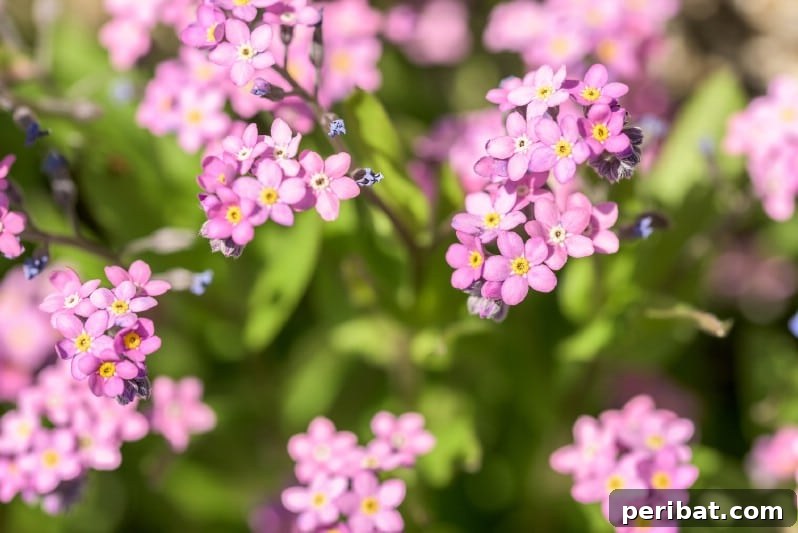Eternal Bloom: 32 Pink Perennials for a Perpetually Vibrant Garden 13 Forget-Me-Not - a delicate pink perennial flower, perfect for cottage gardens and waterside plantings.