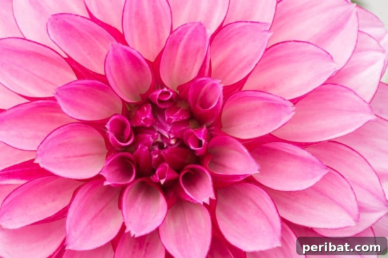 Eternal Bloom: 32 Pink Perennials for a Perpetually Vibrant Garden 14 Dahlias - large, globular pink perennial flowers with abundant petals, blooming all summer.
