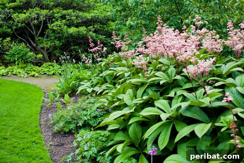 Eternal Bloom: 32 Pink Perennials for a Perpetually Vibrant Garden 15 Rodgersia - a lovely pink perennial flower with creamy blossoms and rich, dark green foliage.