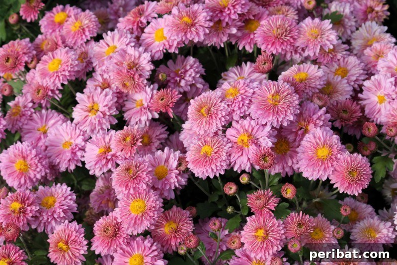 Eternal Bloom: 32 Pink Perennials for a Perpetually Vibrant Garden 16 Chrysanthemum - a classic pink perennial flower, known for its beauty in late summer and early fall.