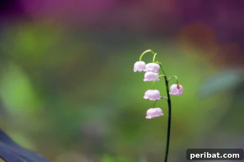 Eternal Bloom: 32 Pink Perennials for a Perpetually Vibrant Garden 17 Lily-of-the-Valley - a delicate pink perennial flower with highly aromatic bell-shaped blooms.